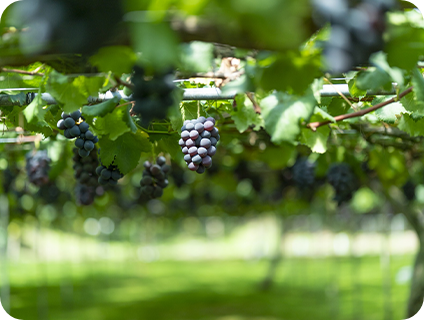 加賀フルーツランド